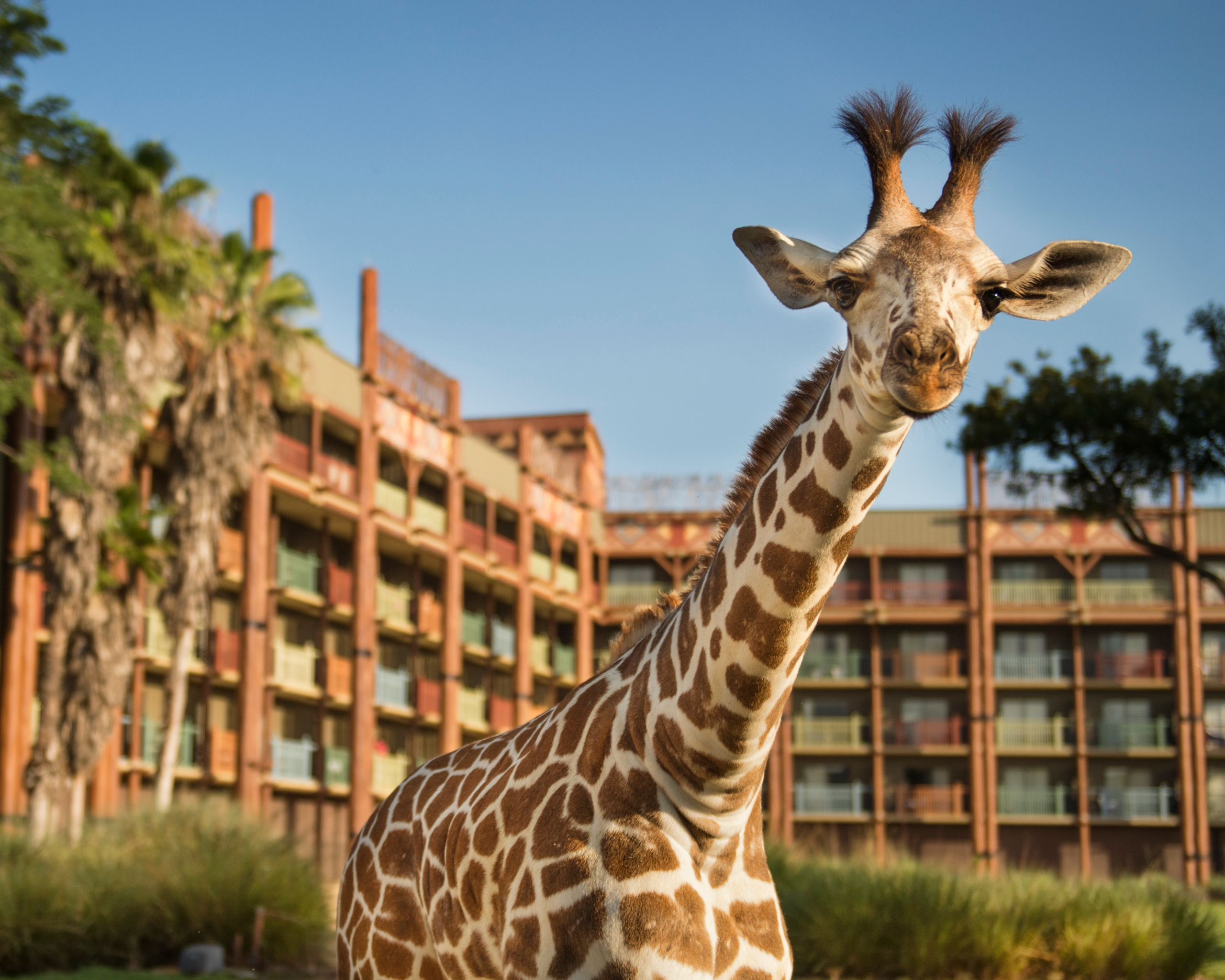 Animal Kingdom Hotel